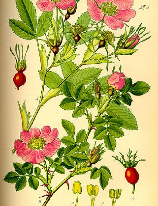How to Harvest and Use Rose Hips